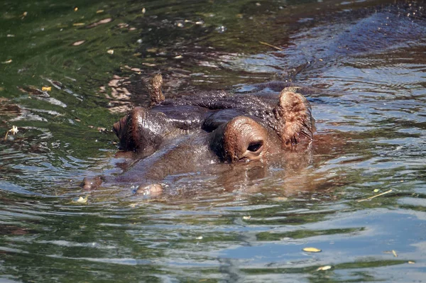 Hippopotamus/Hippo simning-synligt huvud — Stockfoto