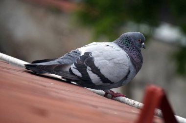 Çatıda duran güvercin, defokus arka plan