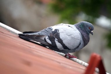 Çatıda duran güvercin, defokus arka plan