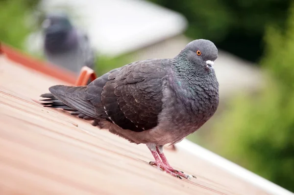 屋根の上に立つ鳩、焦点を絞った背景 — ストック写真