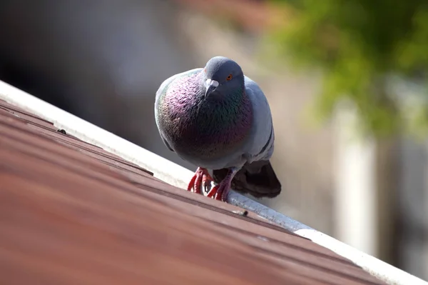 Pigeon debout sur un toit, fond déconcentré — Photo