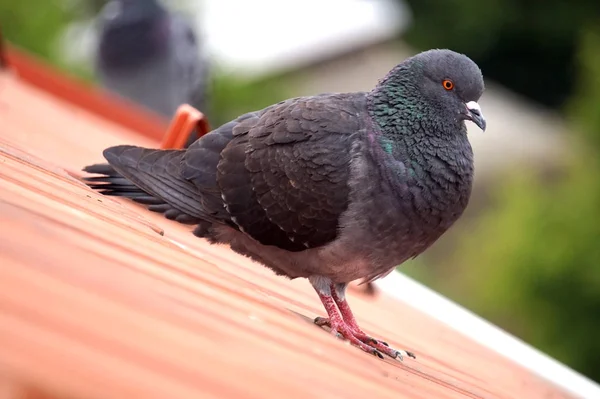 屋根の上に立つ鳩、焦点を絞った背景 — ストック写真