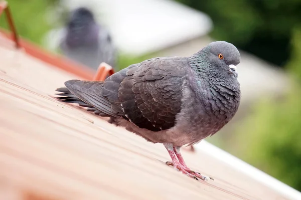 屋根の上に立つ鳩、焦点を絞った背景 — ストック写真