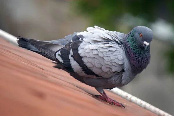 Pigeon debout sur un toit, fond déconcentré — Photo