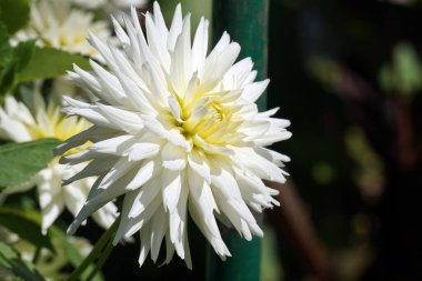 Beyaz kasımpatı çiçeği, çözünmüş arkaplan.