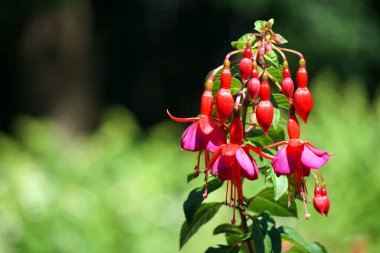 Bahçede pembe fuşya çiçekleri