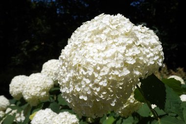 Bahçedeki beyaz ortanca çiçekleri