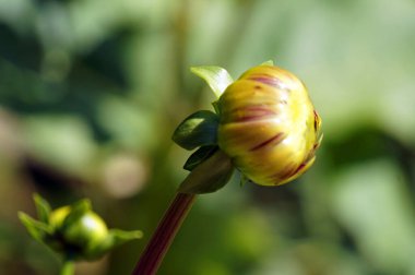 Çiçek tomurcuğu, odaklanmamış arkaplan