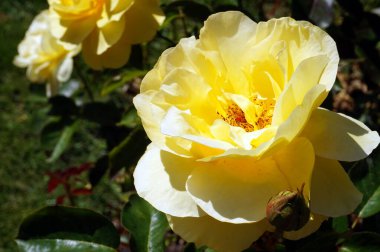 Sarı gül, bahçede çiçek