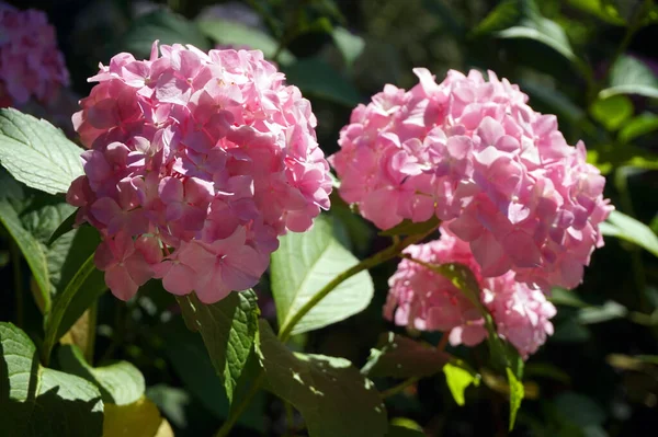 Hortensia Rose Fleurs Dans Jardin — Photo
