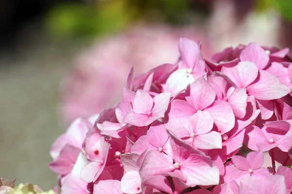 Flores Hortênsia Rosa Jardim — Fotografia de Stock