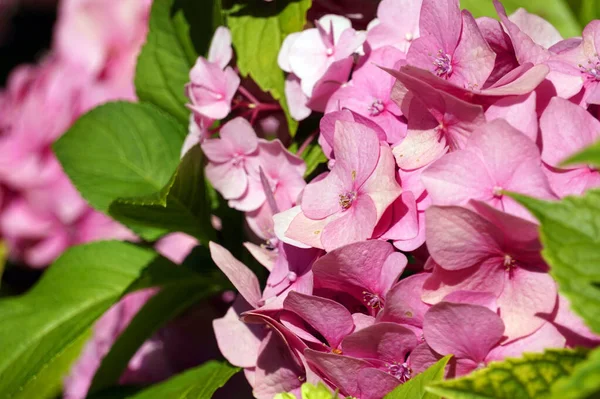 Hortensia Rose Fleurs Dans Jardin — Photo