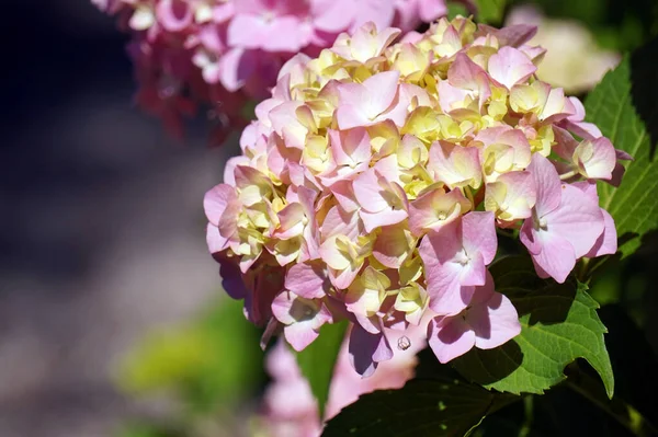 Hortensia Rose Fleurs Dans Jardin — Photo