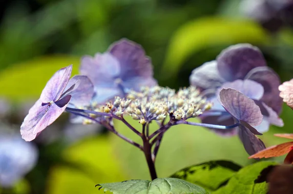 Violette Honnêteté Fleur Dans Jardin — Photo