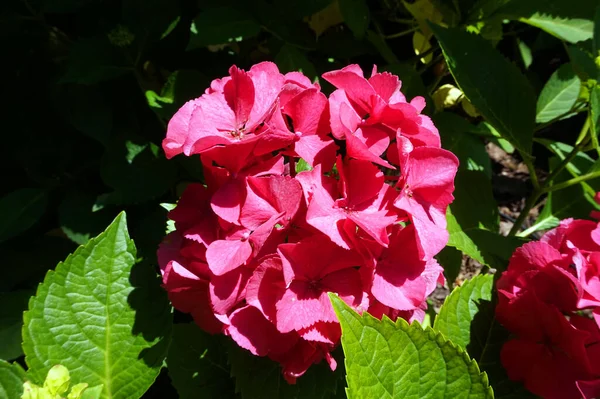 Rose Pivoine Fleur Dans Jardin — Photo