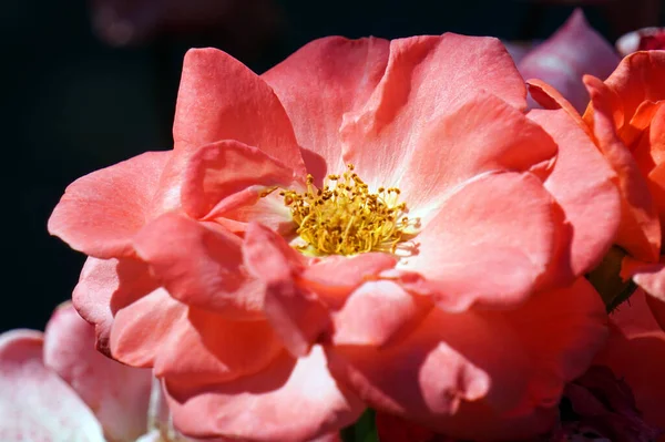 ピンクのバラ 庭の花 — ストック写真