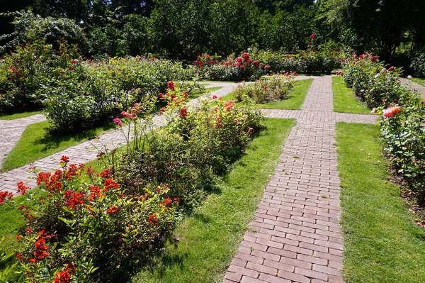 Path Garden Roses Flowers — Stock Photo, Image