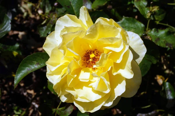Gelbe Rose Blume Garten — Stockfoto