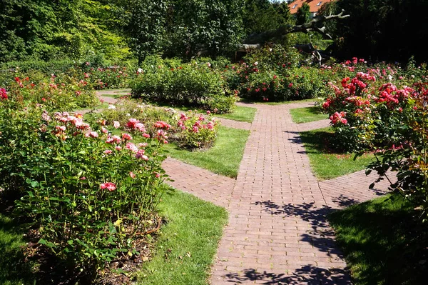 Weg Garten Rosen Blühen — Stockfoto
