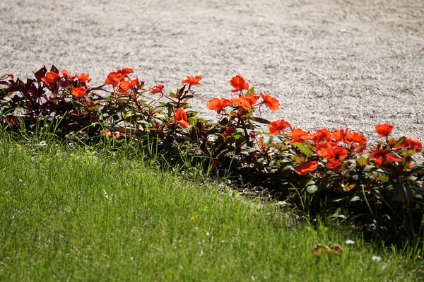 Rode Bloemen Gras — Stockfoto