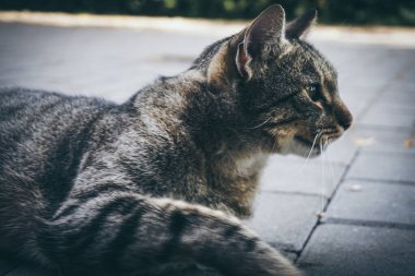 Evcil kedi - yatay fotoğraf