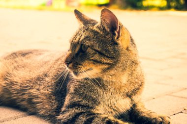 Evcil kedi - yatay fotoğraf