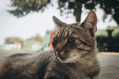 Evcil kedi - yakın plan fotoğraf