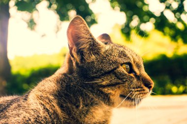 Evcil kedi - yakın plan fotoğraf