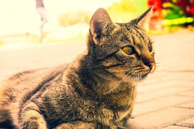 Evcil kedi - yakın plan fotoğraf