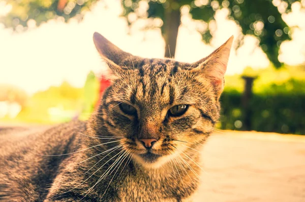 家猫近照 — 图库照片