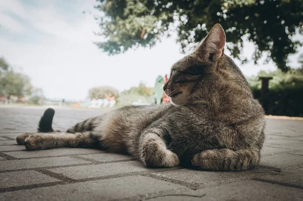 Huiskat Die Een Grond Ligt — Stockfoto