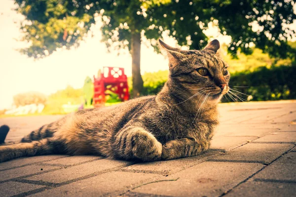 家猫躺在地上 — 图库照片