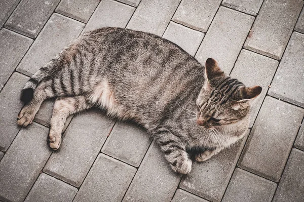 家猫躺在地上 — 图库照片