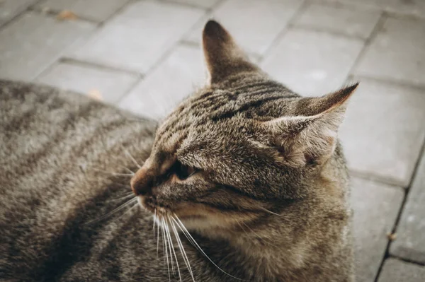 Domestic Cat Horizontal Photograph — 스톡 사진