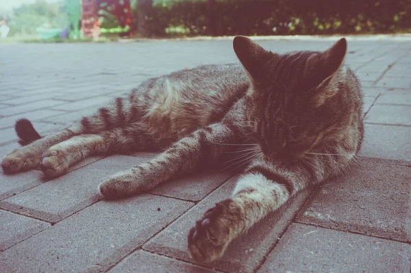 แมวในประเทศ ภาพแนวนอน — ภาพถ่ายสต็อก