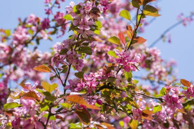 Kiraz ağacı pembe çiçekler