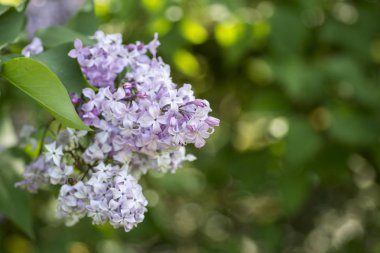 Eflatun çiçekler taze bahar için çiçek açan