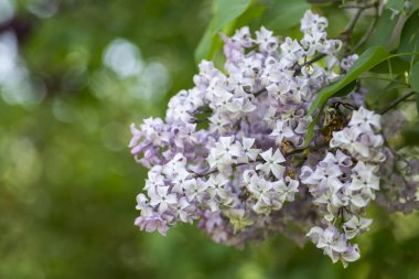 Eflatun çiçekler taze bahar için çiçek açan