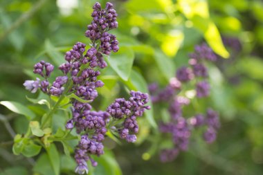 Taze bahar mor Eflatun çiçekler