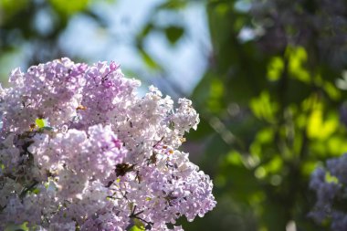 Beyaza yakın ve lila Lila flowe