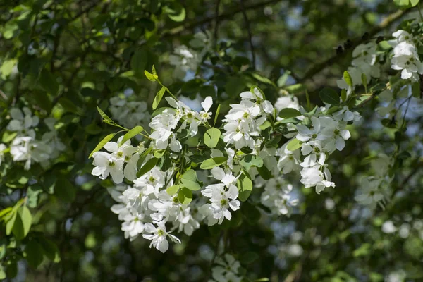 美しい白い花の咲く — ストック写真