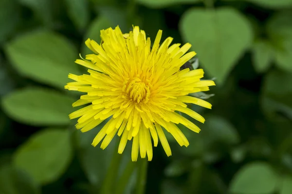 Close Beautiful Blooming Dandelion Flower — Stock Photo, Image