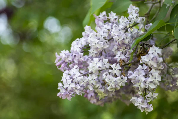 ライラックの花が咲く春の新鮮な — ストック写真