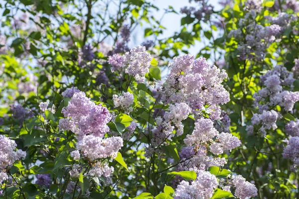 日当たりのよいライラック色の花の木 — ストック写真