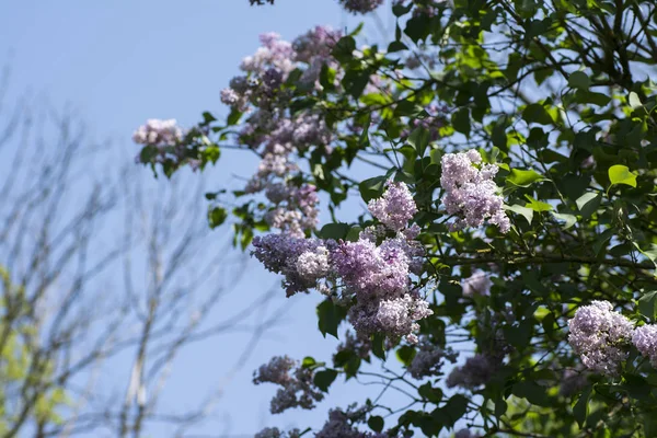 日当たりのよいライラック色の花の木 — ストック写真