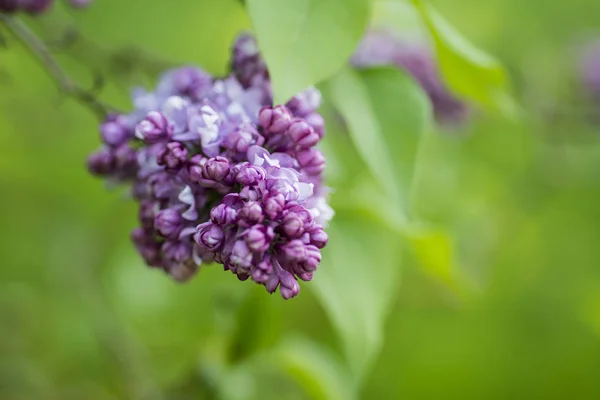 美しい新鮮な紫ライラックの花 — ストック写真