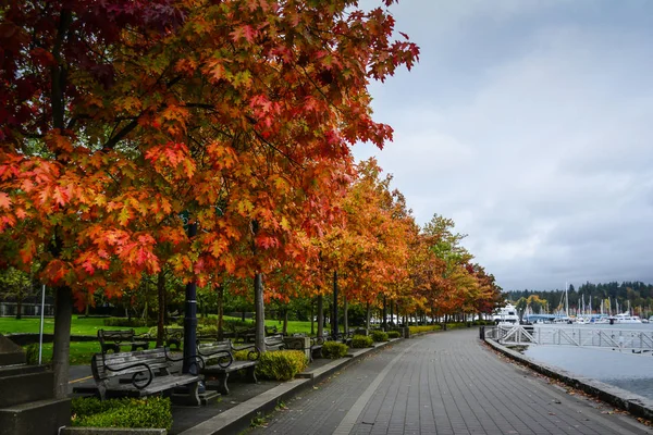 Passeggiata Mare Alberi Colorati Vancouver Canada — Foto Stock