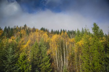 Sarı ve yeşil ağaçları ile sonbahar orman