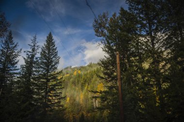 Ağaçlar Sonbahar görünümü