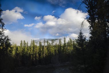 Gölgeli bir nehir ile yeşil orman